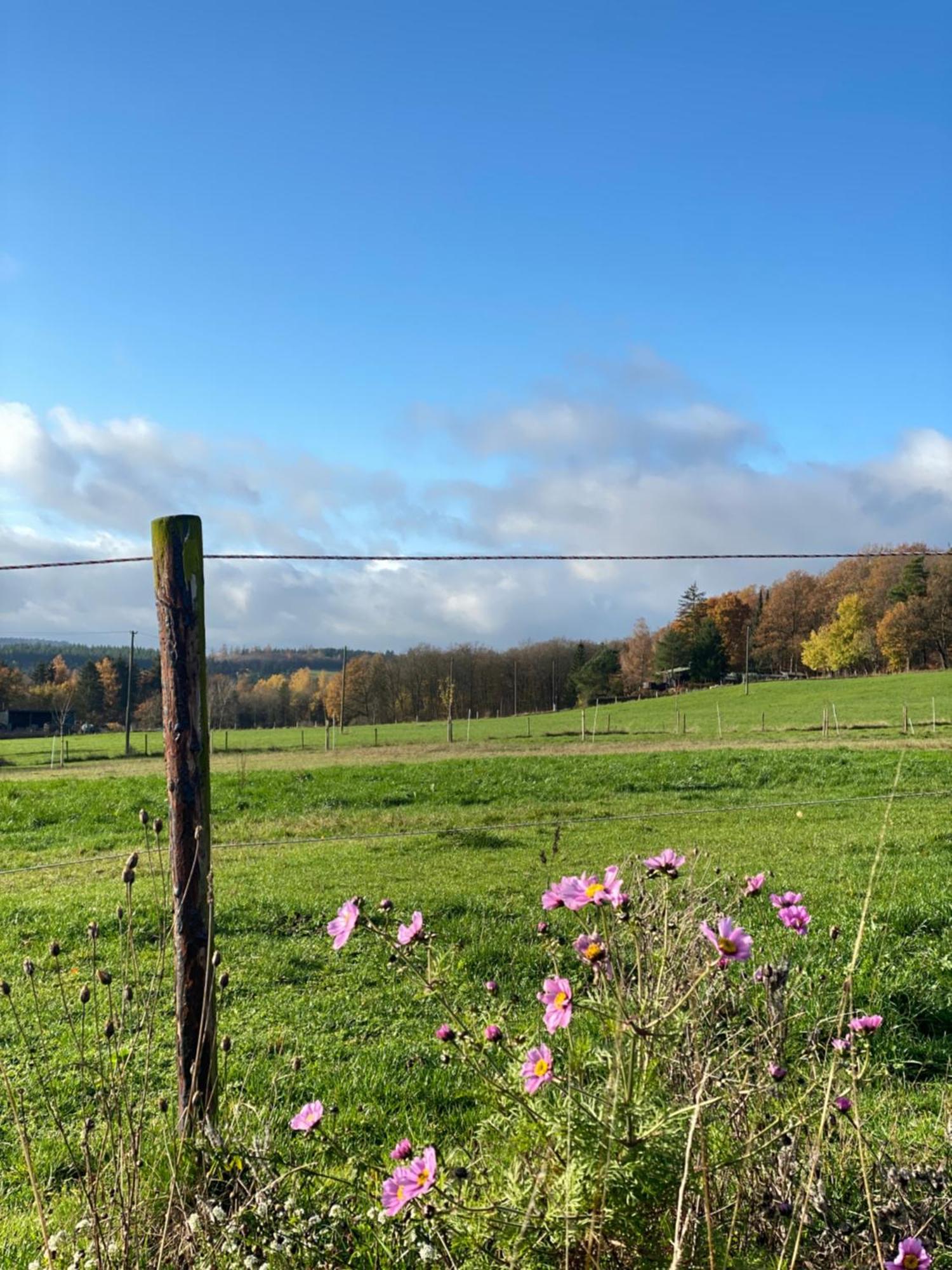 Eifel Ferienhaus Luna Ohlenhard Eksteriør billede
